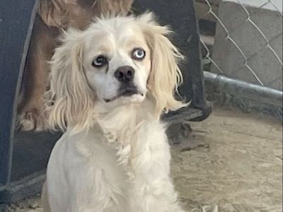Cavalier Spaniel Maltese Female