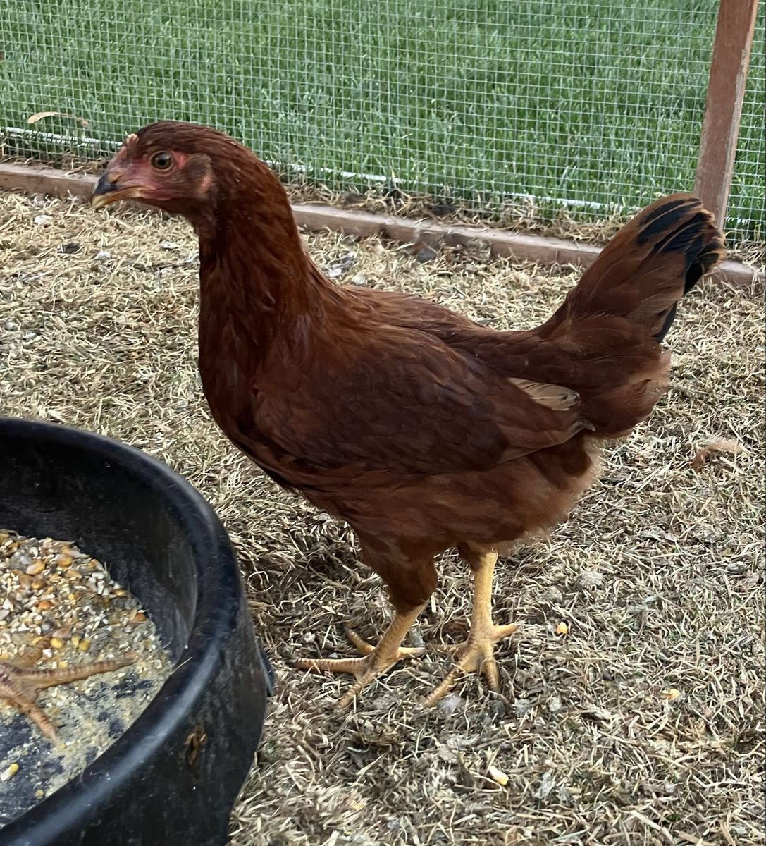 Rhode Island Red Pullet Hen