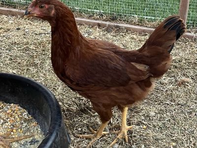 Rhode Island Red Pullet Hen