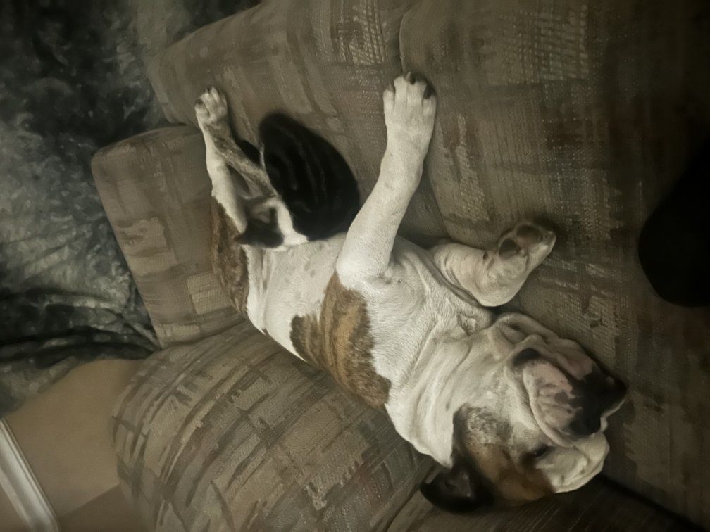 Olde English Bulldogge