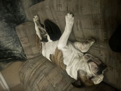 Olde English Bulldogge