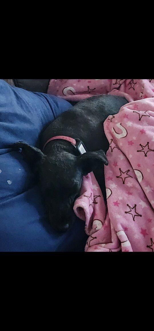 AKC miniature schnauzer