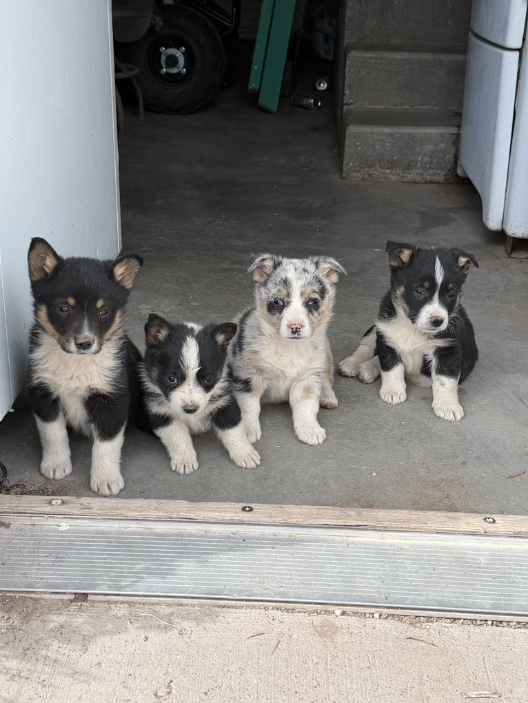Cowboy Corgi puppies