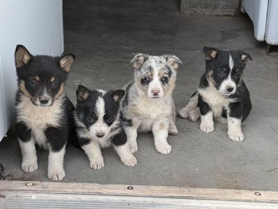 Cowboy Corgi puppies