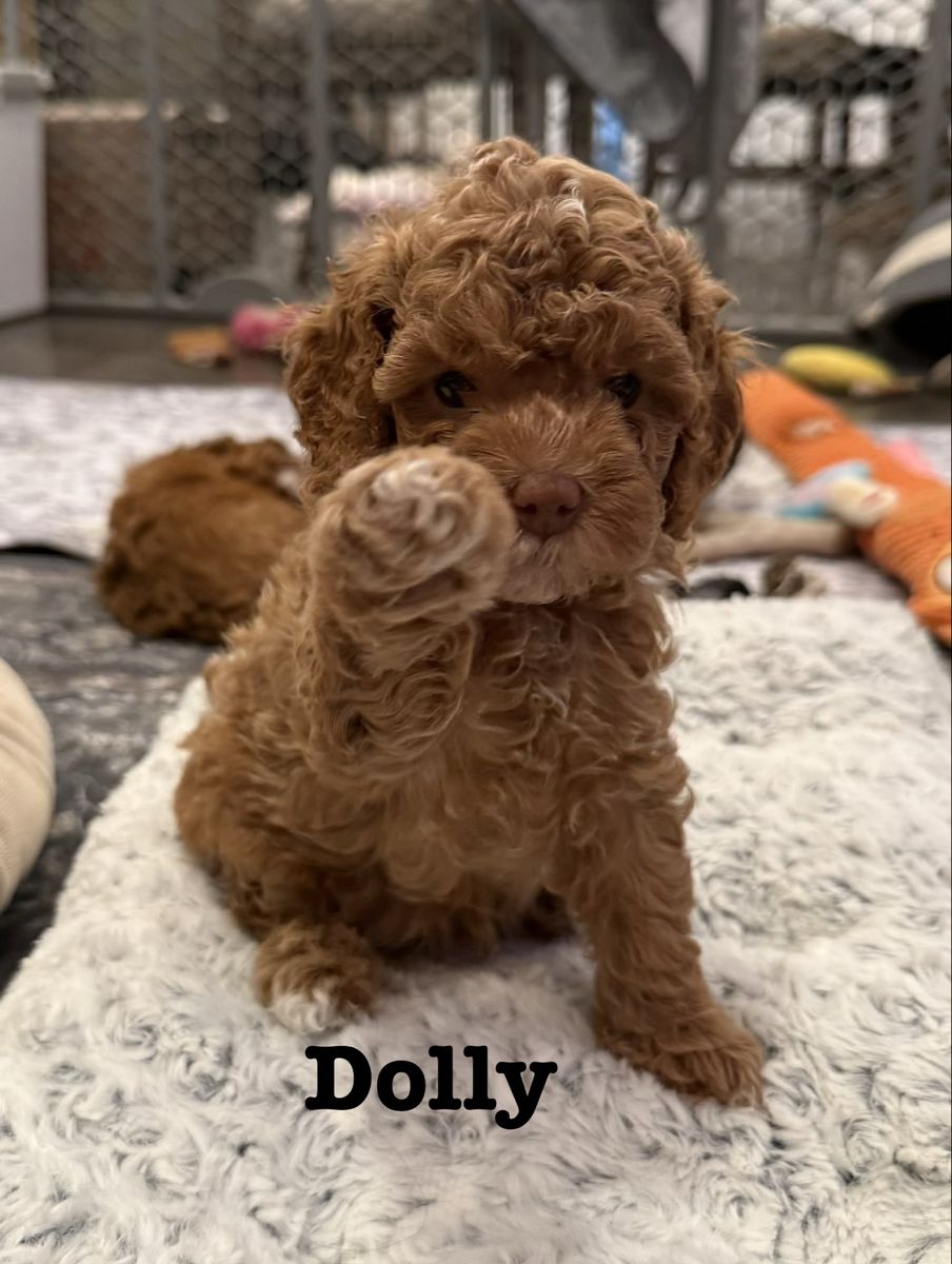 F1b Darling Mini Cavapoo puppies