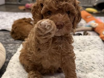 F1b Darling Mini Cavapoo puppies