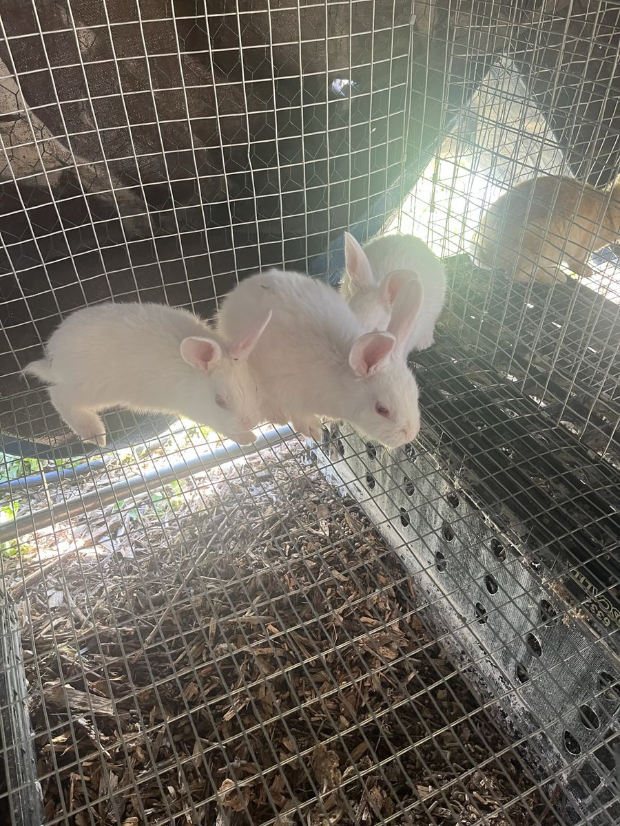 New Zealand bunnies