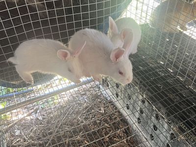 New Zealand bunnies
