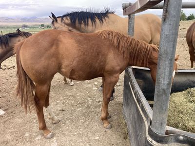 Yearling filly