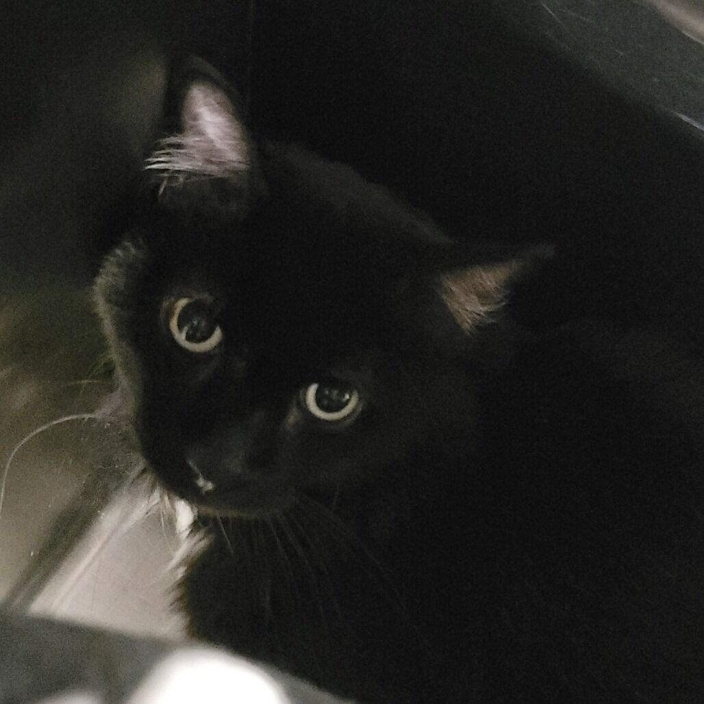 Hello my name is Molca Salsa