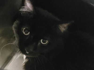 Hello my name is Molca Salsa