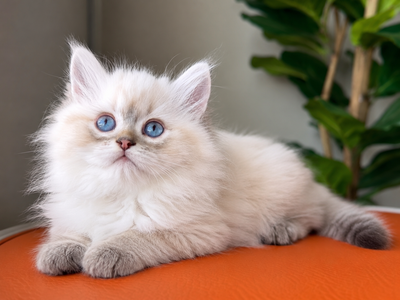 Ragamuffin Kitten