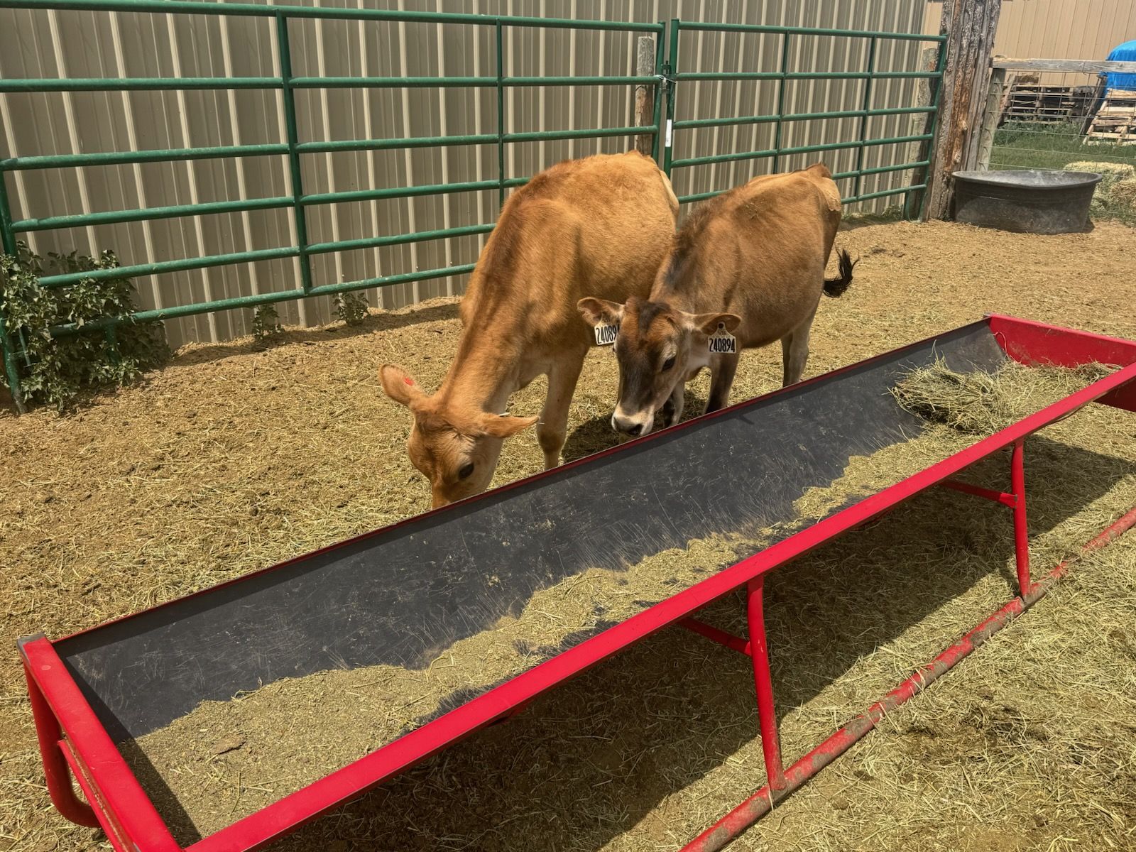 Calves For Sale