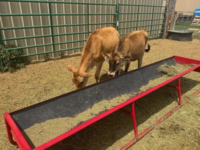 Calves For Sale
