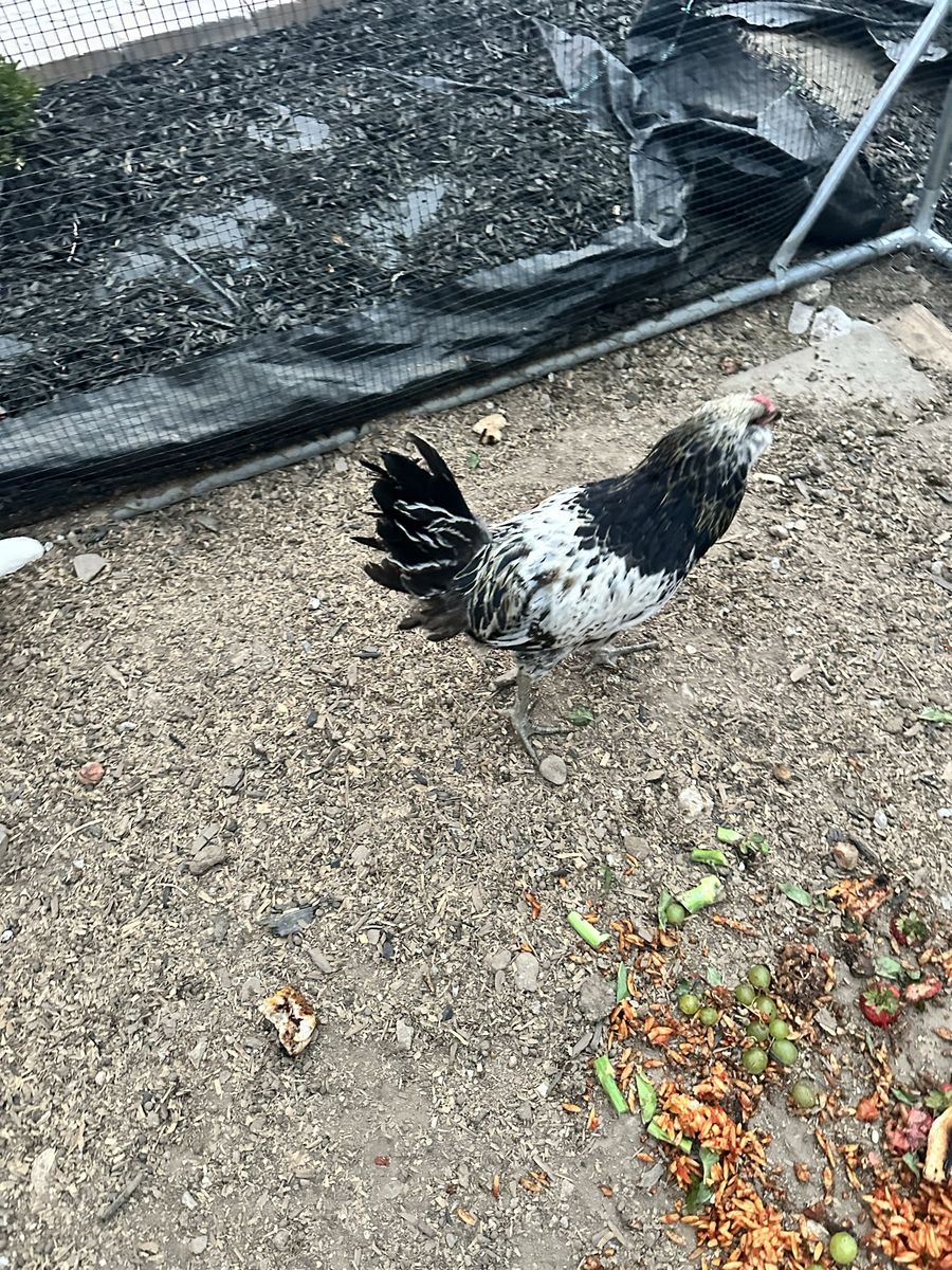 Black and White Rooster
