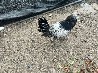Black and White Rooster