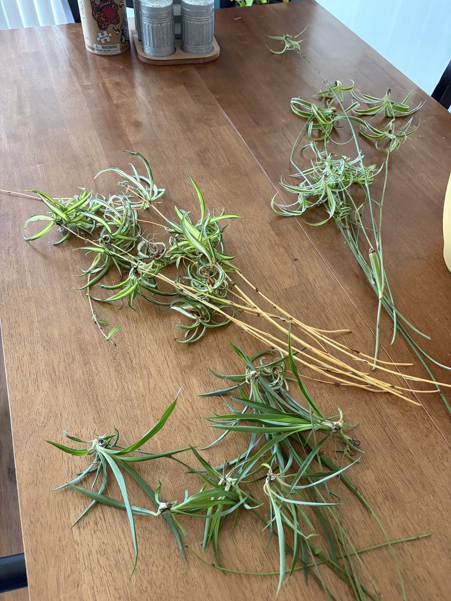 Live Spider Plant Cuttings & Offshoots - Fresh Houseplant Babies
