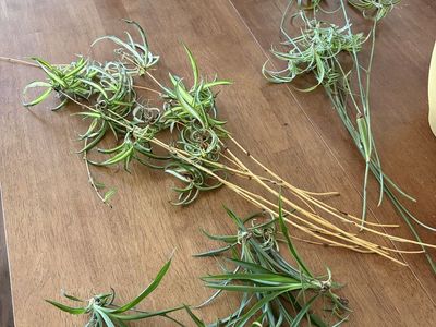 Live Spider Plant Cuttings & Offshoots - Fresh Houseplant Babies