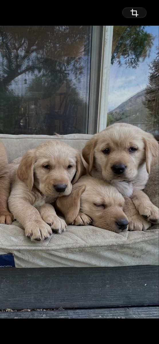 AKC Golden Retriever/Labrador R Goldador Puppies (Fox Red Goldador).