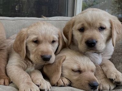 AKC Golden Retriever/Labrador R Goldador Puppies (Fox Red Goldador).