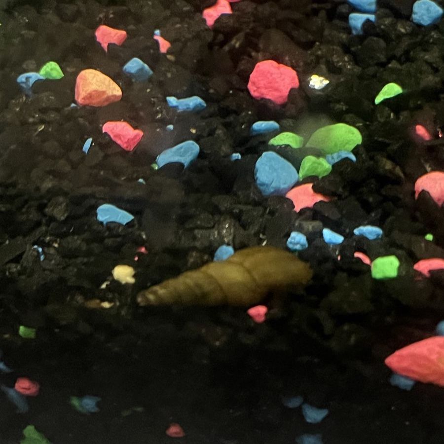Malaysian trumpet Snails Live Aquarium Algae Eaters Freshwater Clean-Up Crew Aquatic Pet