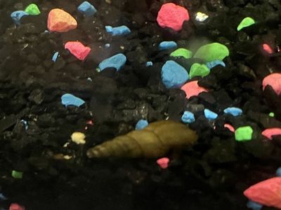 Malaysian trumpet Snails Live Aquarium Algae Eaters Freshwater Clean-Up Crew Aquatic Pet