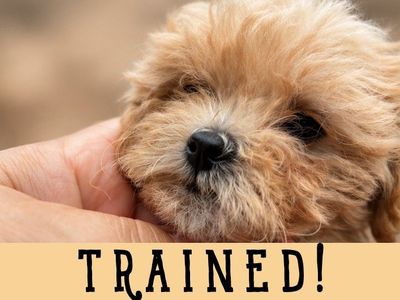 TINY 4-6lbs micro Cavapoochon puppy w/ training! (cavapoo/bichpoo/poochon/poodle/maltipoo/doodle)