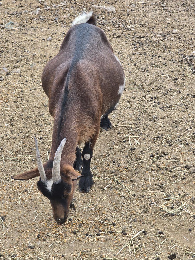 Nigerian Dwarf Goats - Various Colors & Ages - Friendly Farm Animals