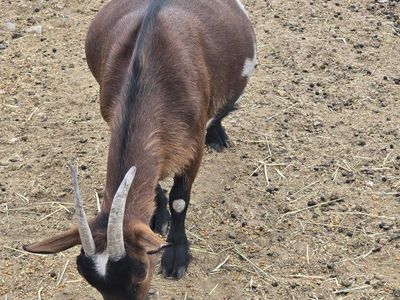Nigerian Dwarf Goats - Various Colors & Ages - Friendly Farm Animals