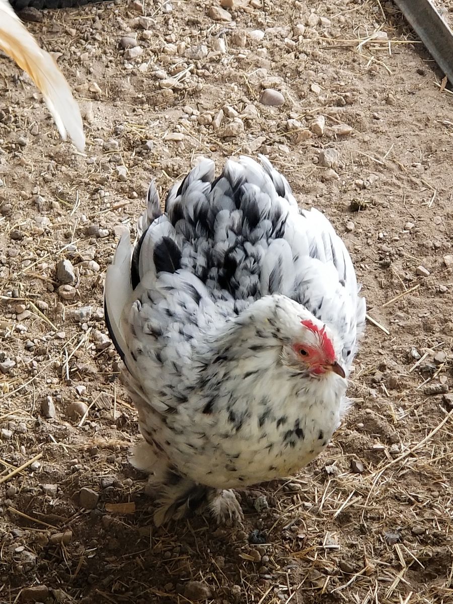 Cute little broody Mille de Fleur hen