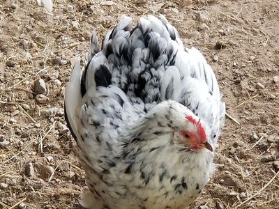 Cute little broody Mille de Fleur hen