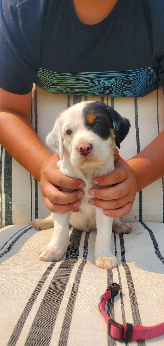 Setter pups