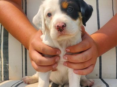 Setter pups