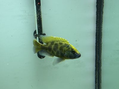 Male venustus