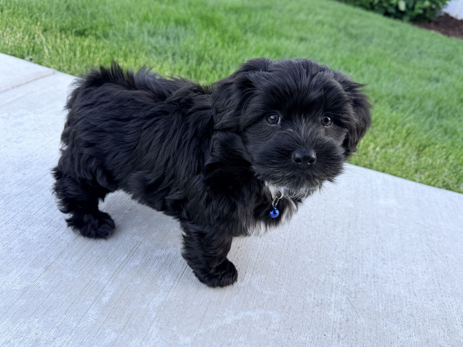 Male Coton de Tulear - Rehome