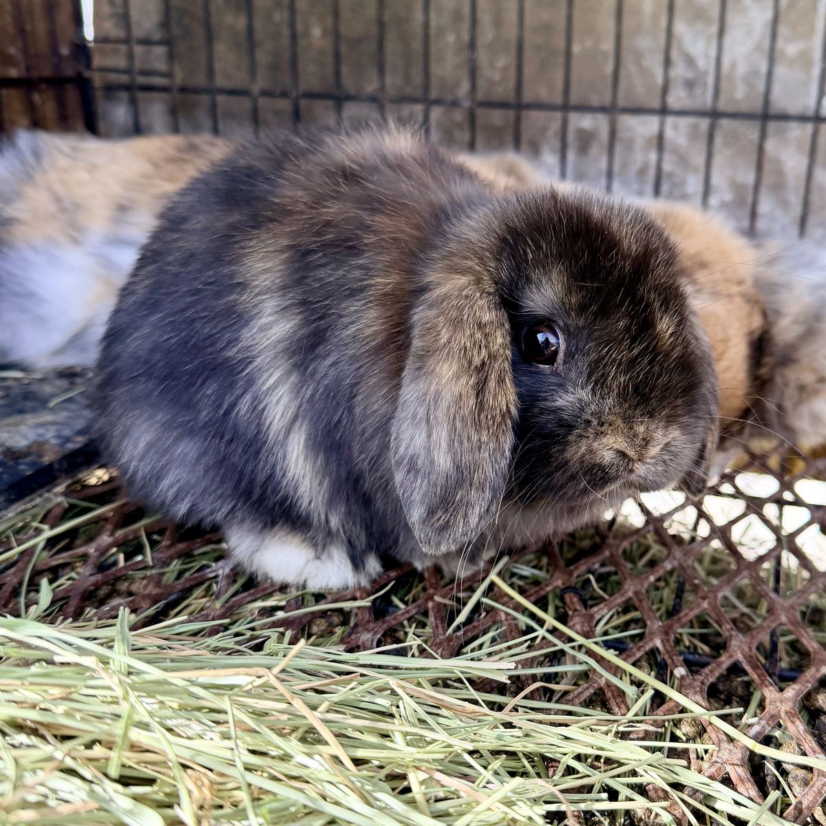 Purebred Holland Lop Doe