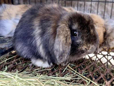 Purebred Holland Lop Doe