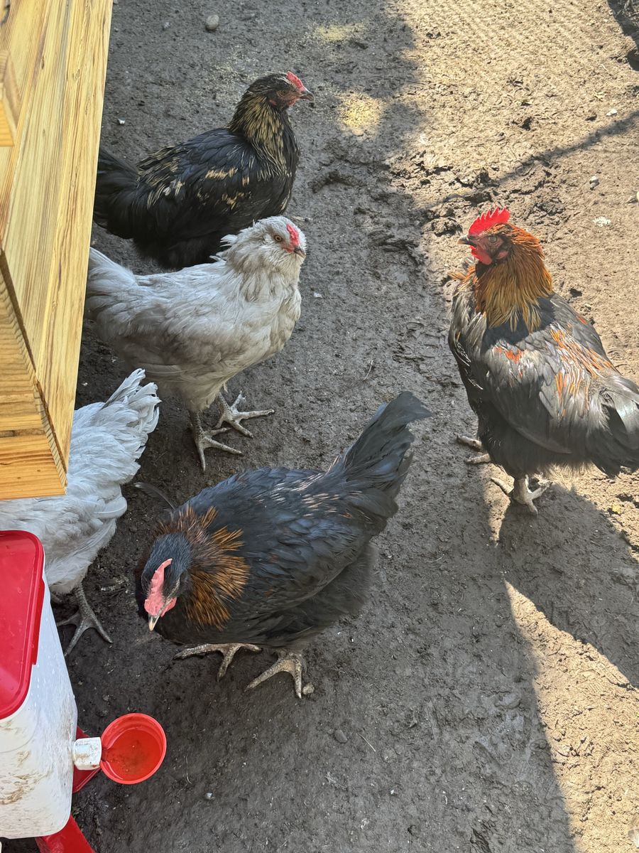12 week old rooster chickens