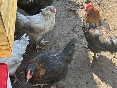 12 week old rooster chickens