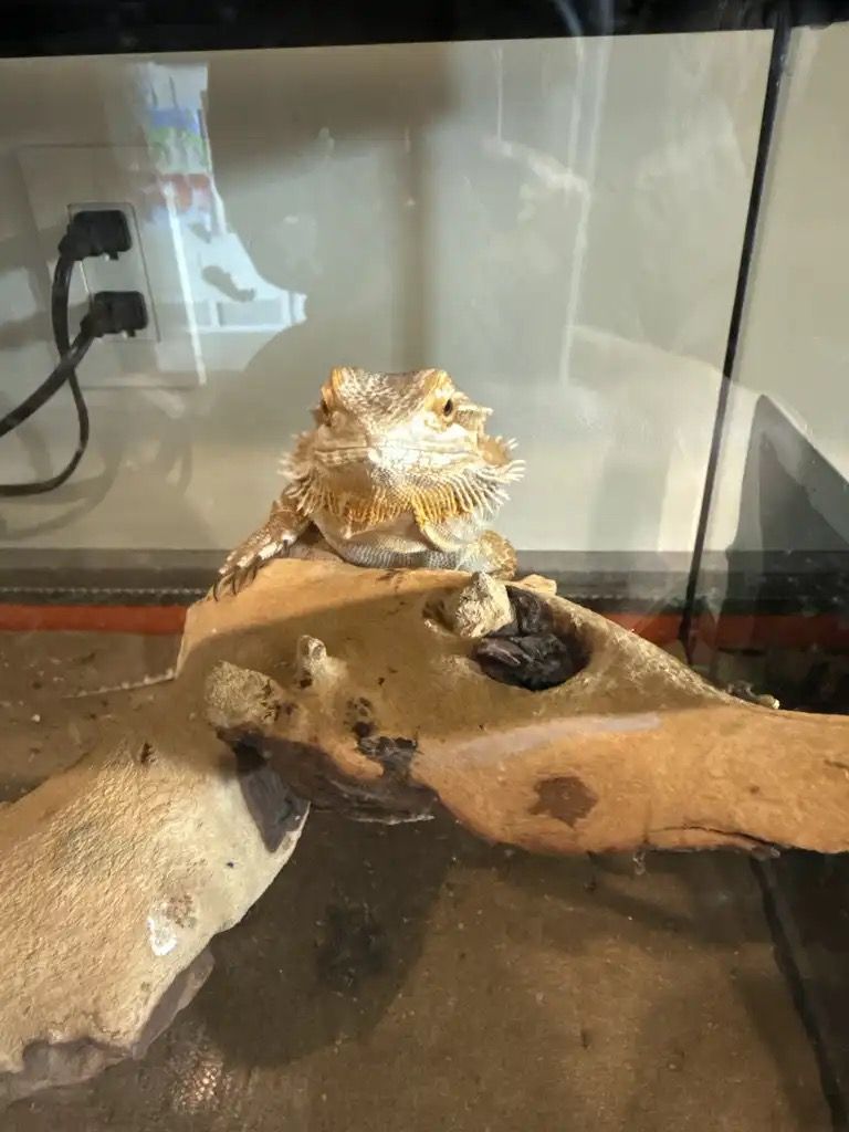 Bearded Dragon and Cage For Sale