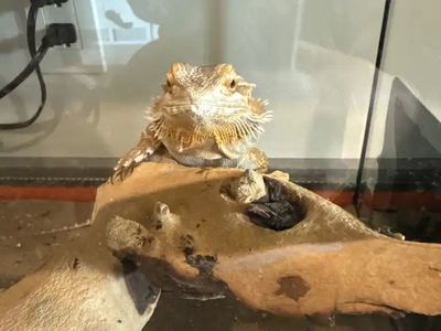 Bearded Dragon and Cage For Sale