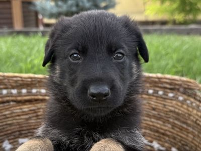 German Shepherd Pups (Shadow Guard)