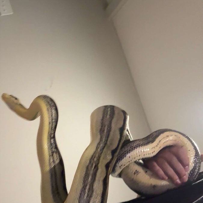3yo Img motley boa