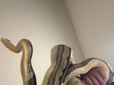 3yo Img motley boa