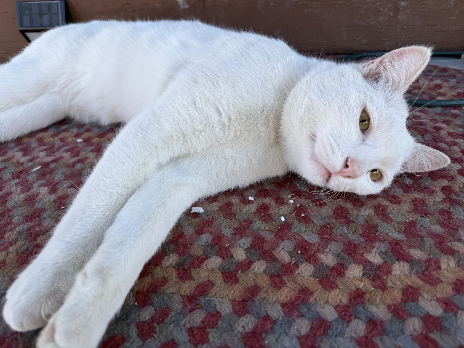 Free fixed male barn cat
