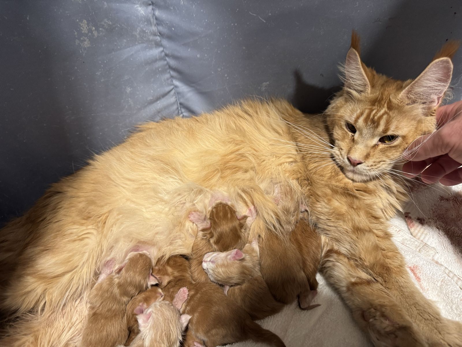 Maine Coon kittens TICA and CFA registered