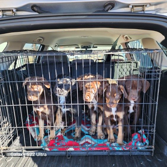 Border Collie and Catahola puppies for sale