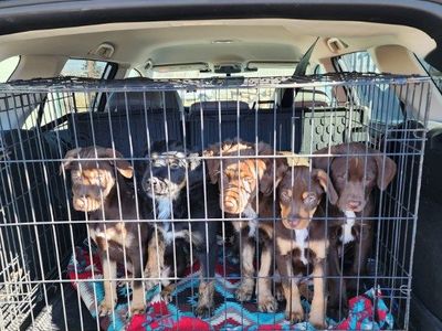 Border Collie and Catahola puppies for sale