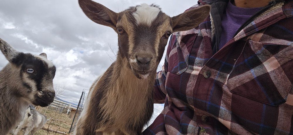 ADGA Nigerian dwarf bucklings