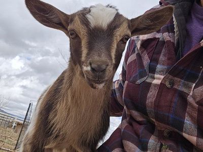 ADGA Nigerian dwarf bucklings